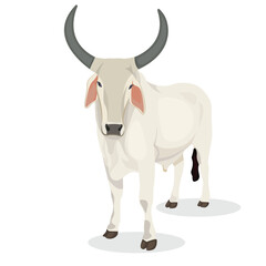 Indian Bull, illustration of Indian farmers bull