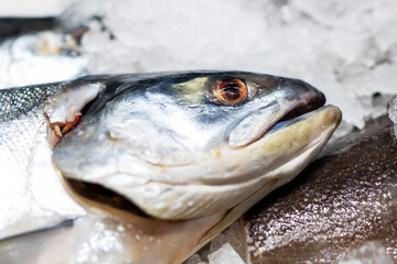 This is a detailed closeup view of a fishs head resting on ice