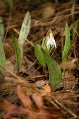 a woodland white trout lilly in the spring