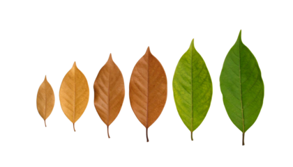 A sequence of six leaves arranged by color and size, showing the stages of leaf aging from brown to vibrant green.