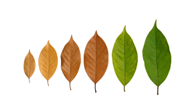 A sequence of six leaves arranged by color and size, showing the stages of leaf aging from brown to vibrant green.