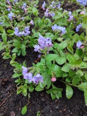 Pulmonaria. spring flowers. medicinal plants.