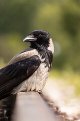 a close-up of a hooded crow perched on a railway track. The bird’s distinctive black and grey plumage is clearly visible, with a sharp beak and attentive gaze