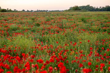 Tranquil floral landscape with blooming poppies and faint village outline in the distance