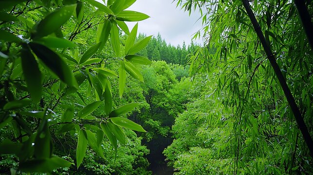 there is a river running through a lush green forest filled with trees