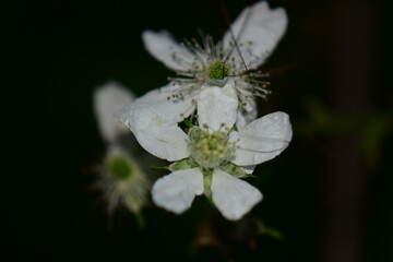 white flower on black background
