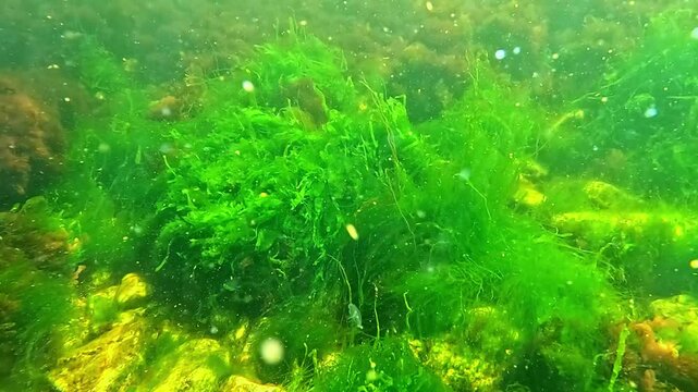 Underwater life, green algae Enteromorpha and red algae Porphyra and Ceramium sway on stones