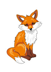 Sitting cute fox isolated on white
