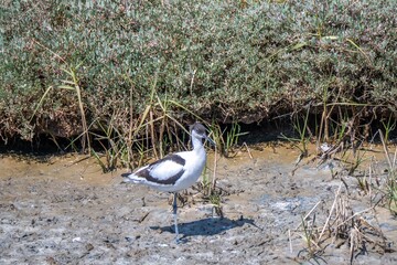 Pied avocet a distinctively-patterned black and white wader with a long up turned beak