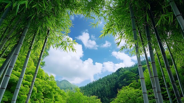 there are a lot of bamboo trees in the middle of a forest - Powered by Adobe