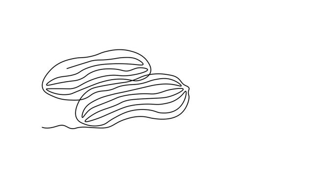 Abstract Walnut Beans Peanuts, Self drawing animation one continuous line draw, logo