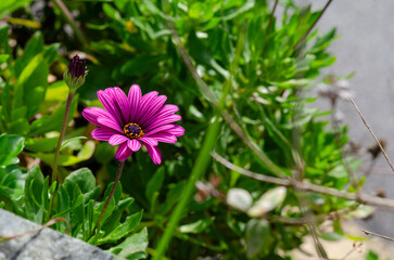 Vibrant purple daisy standing out among lush green foliage, capturing the beauty and freshness of...