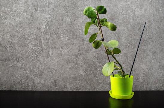 Ficus plant on grey wall background. Copy space for text.