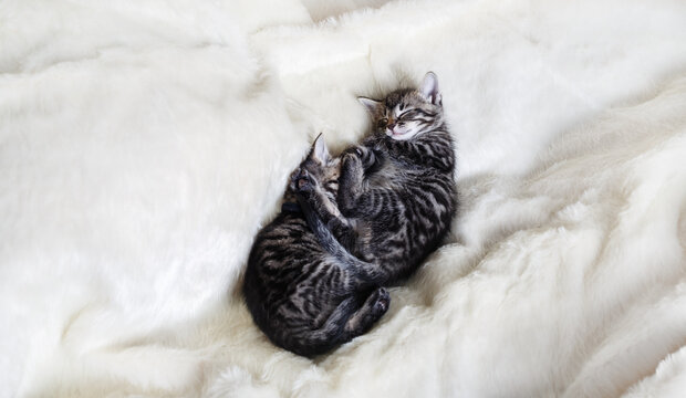 Two sleeping cute tabby kittens on fur white blanket.