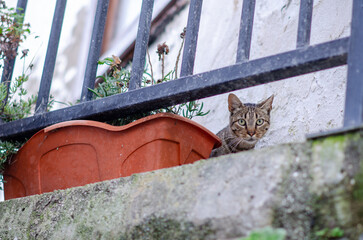 Curious tabby cat peeking from behind a planter on a stone ledge, with expressive eyes in a calm, urban environment. Perfect for themes of outdoor pets and city life.