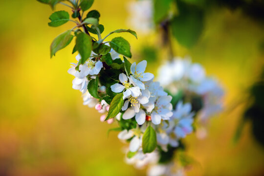 Branch of blossoming apple with soft focus. Selective focus.
