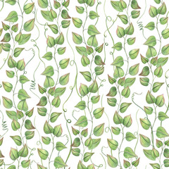 Watercolor climbing vine branches seamless pattern isolated background. Abstract wild plants with lush foliage for textile design, wallpaper, wedding stationery, and nature inspired home decor.