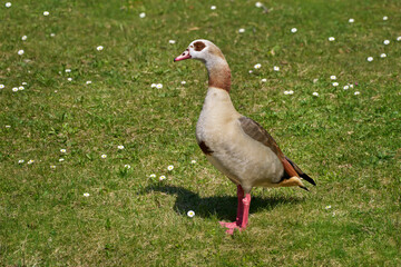 Nilgans (Alopochen aegyptiaca) steht aufrecht mit einigen Wassertropfen im Gefieder in einer Wiese mit Gänseblümchen