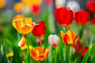 Bright blooming tulips on a blurred background. Selective focus.