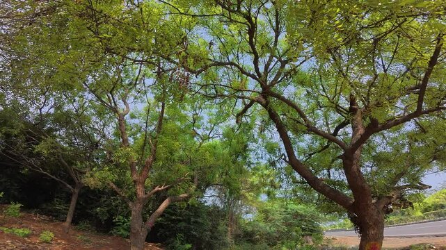 Sri Nagamman Koil & Snake amman god temple & Snake god temple, state highway 121, Kelambakkam - Vandalur Road, Rathinamangalam, Vengambakkam, chennai, Tamil Nadu-600048. famous temple in tamilnadu.