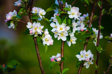 Apple blossom in spring. Selective focus.