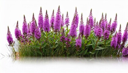 purple loosestrife tall spikes of small purple flowers often growing in wetlands isolated on clear white background highly detailed