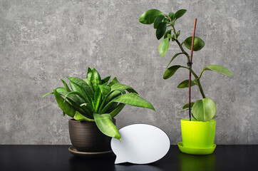 Blank speech bubble object and ficus plants against grey wall background.