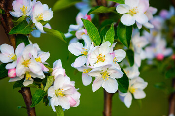 Beautiful white apple flowers. Selective focus.