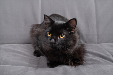 Black cat with yellow eyes sits on grey sofa.