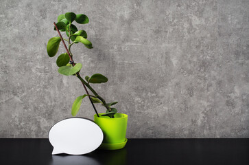 Potted ficus plant and speech bubble object against grey wall background. Responsive design template.