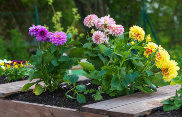dahlia flower wooden box in the garden .