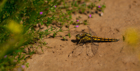 LIBELULA TIGRE
