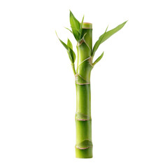 Fototapeta premium Fresh Green Bamboo Shoot Standing Upright with Smooth Texture on Transparent Background