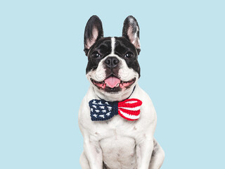 Fototapeta premium Cute puppy and bow tie with American Flag pattern. Dog smile. Closeup, indoors. Studio shot. Congratulations for family, loved ones, relatives, friends, colleagues. Beauty and fashion concept. Pets ca