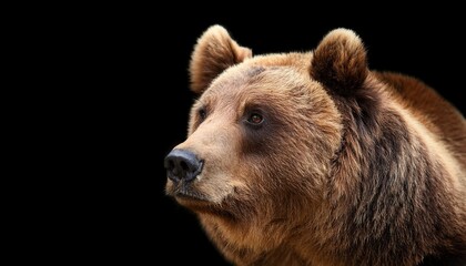 Fototapeta premium brown bear portrait isolated on black background