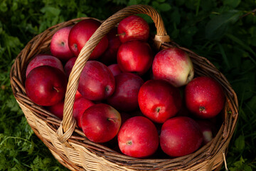 Close up ripe apples resting in a rustic basket in the orchard grass. Autumn atmosphere that reflects healthy eating, sustainable agriculture, and local harvest traditions.