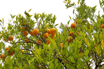 Orange garden with ripe oranges on tree branches. Beautiful orange trees growing outdoors