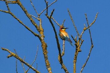 bee-eater