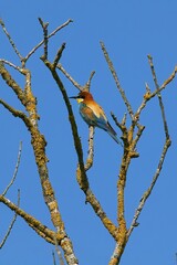 bee-eater