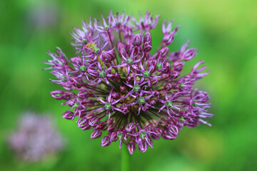 Fototapeta premium Close-up of Allium Flower on Green Background