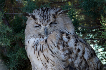 Close-up of a sleeping owl against a defocused green background of foliage. Typical small owl with...