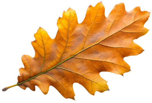 Oak Leaf  generative ai