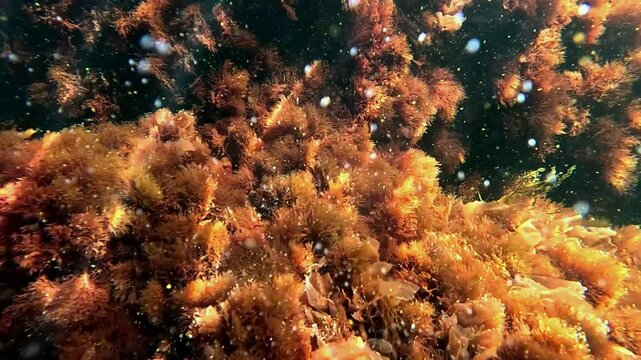 Algae in the underwater landscape in the Black Sea, red algae Porphyra and Ceramium on rocks near the shore