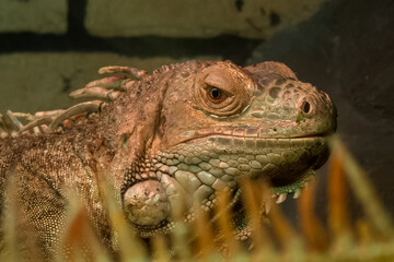 Close-up of a common large herbivorous lizard of the iguanidae family with an out-of-focus foreground