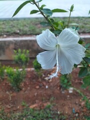 White Hibiscus Flowers in a Garden
