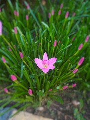 A vibrant pink rain lily blooming in a lush green garden setting.