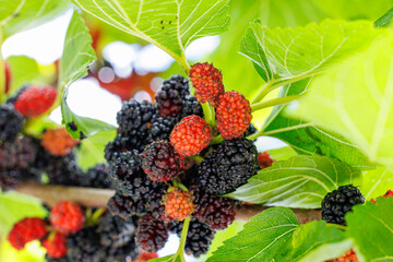 Many black mulberry bunches on tree branches. Black morus berries in garden. Mulberry tree with ripe morus fruit outdoor. Superberry Black Mulberry Tree.