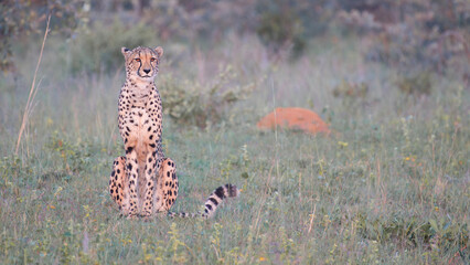 Cheetah sitting © Johannes