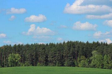 Summer Landscape in Belarus: Blue Sky, White Clouds, Pine Forest and Green Meadow