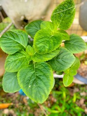 Close-up of Lush Green Plant with Detailed Leaves